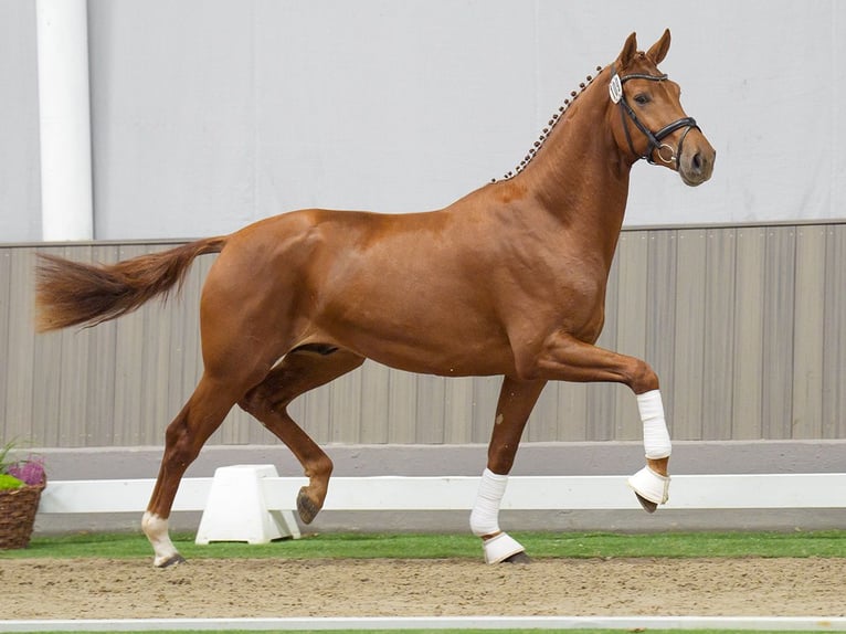 Westphalian Stallion 2 years Chestnut-Red in Münster-Handorf