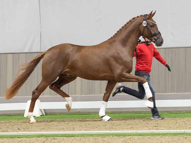 Westphalian Stallion 2 years Chestnut-Red in Münster-Handorf