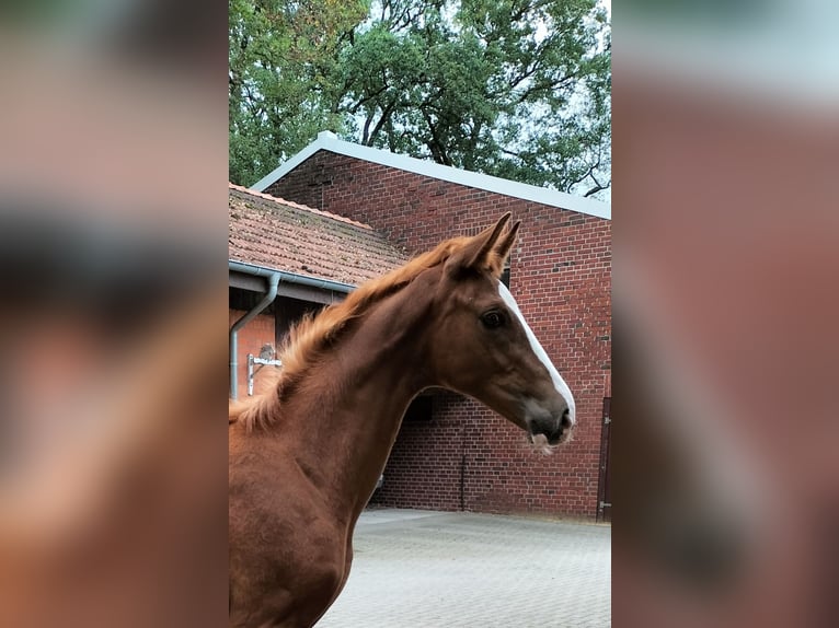 Westphalian Stallion 2 years Chestnut-Red in Reken