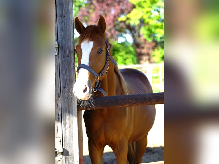 Westphalian Stallion 2 years Chestnut-Red in Wenden Westphalian Stallion 2 years Chestnut-Red in Wenden