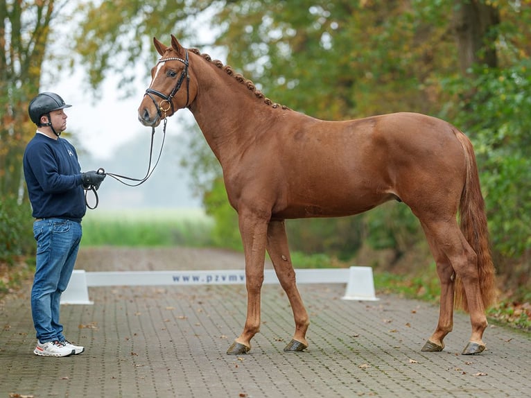 Westphalian Stallion 2 years Chestnut-Red in Rostock