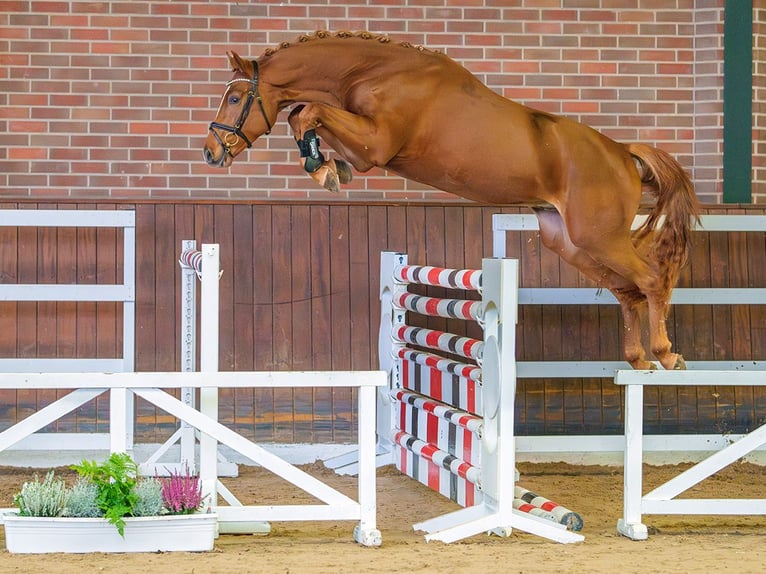 Westphalian Stallion 2 years Chestnut-Red in Rostock