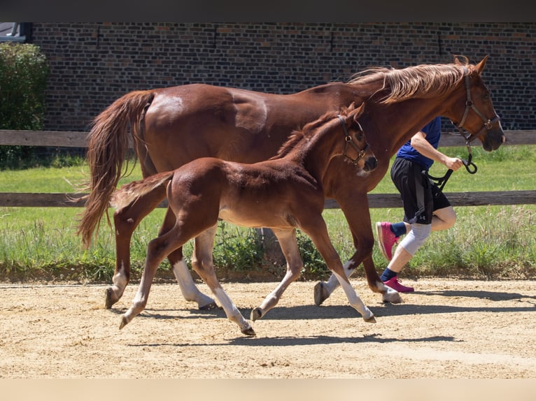 Westphalian Stallion 2 years Chestnut-Red in Lohmar