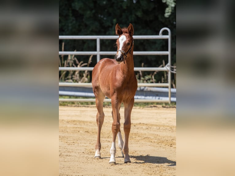 Westphalian Stallion 2 years Chestnut-Red in Lohmar