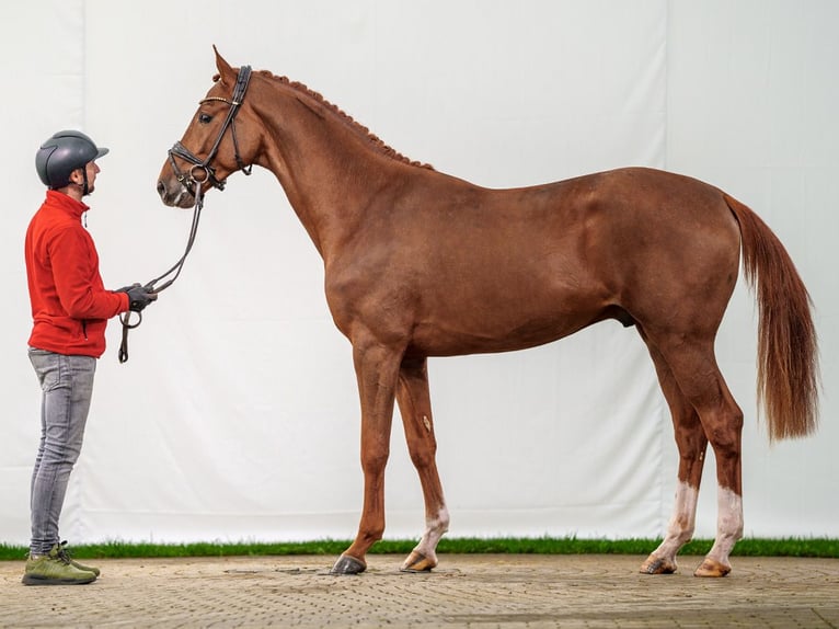 Westphalian Stallion 2 years Chestnut-Red in Münster-Handorf