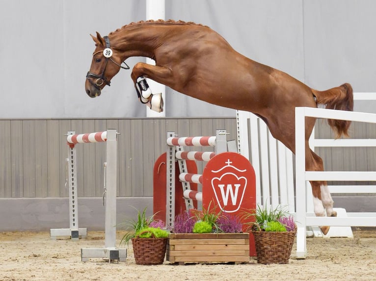 Westphalian Stallion 2 years Chestnut-Red in Münster-Handorf