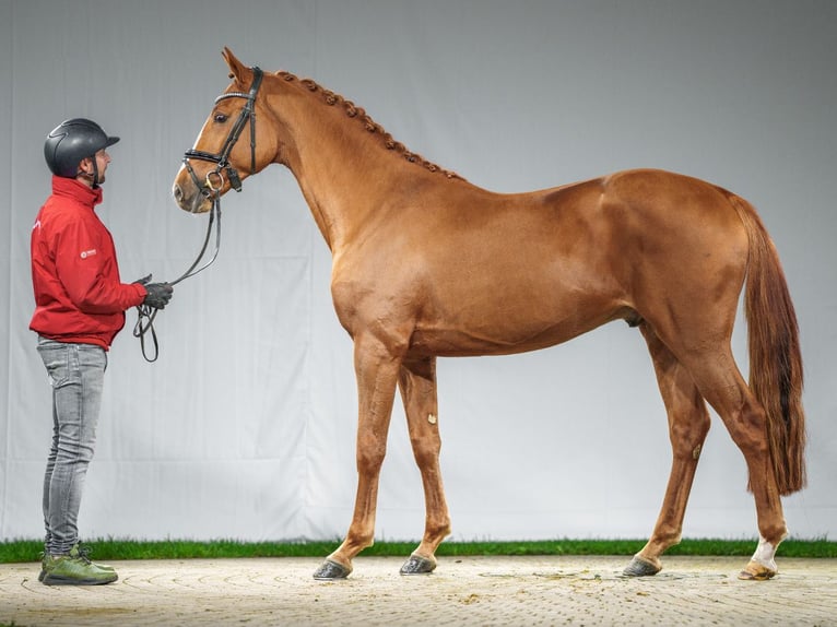 Westphalian Stallion 2 years Chestnut-Red in Münster-Handorf