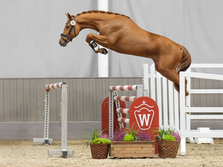 Westphalian Stallion 2 years Chestnut-Red in Münster-Handorf