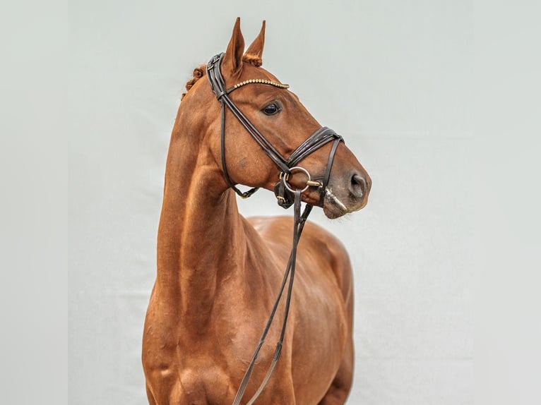 Westphalian Stallion 2 years Chestnut-Red in Münster-Handorf