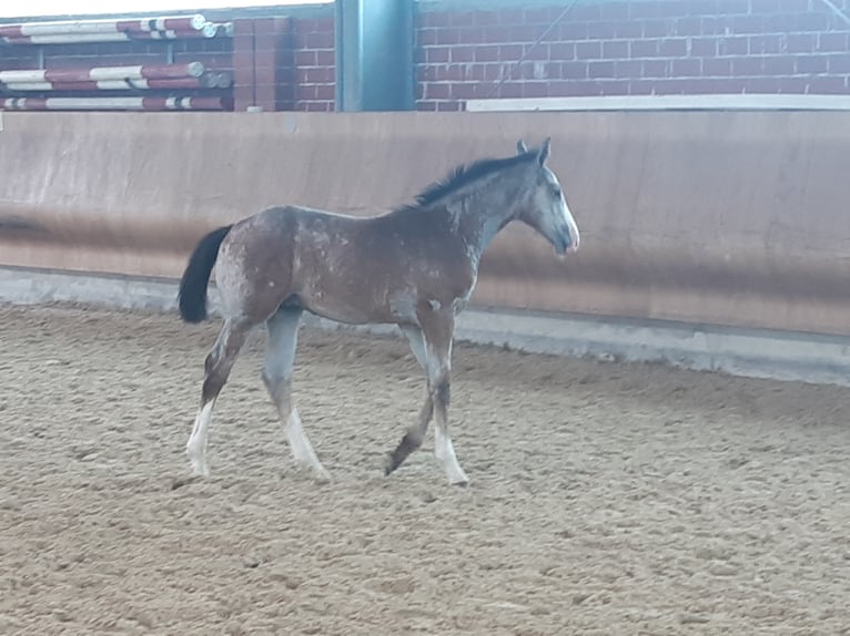 Westphalian Stallion 2 years Gray in Waldbröl