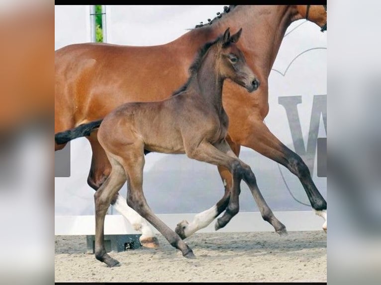 Westphalian Stallion 2 years Gray-Dark-Tan in Wetschen