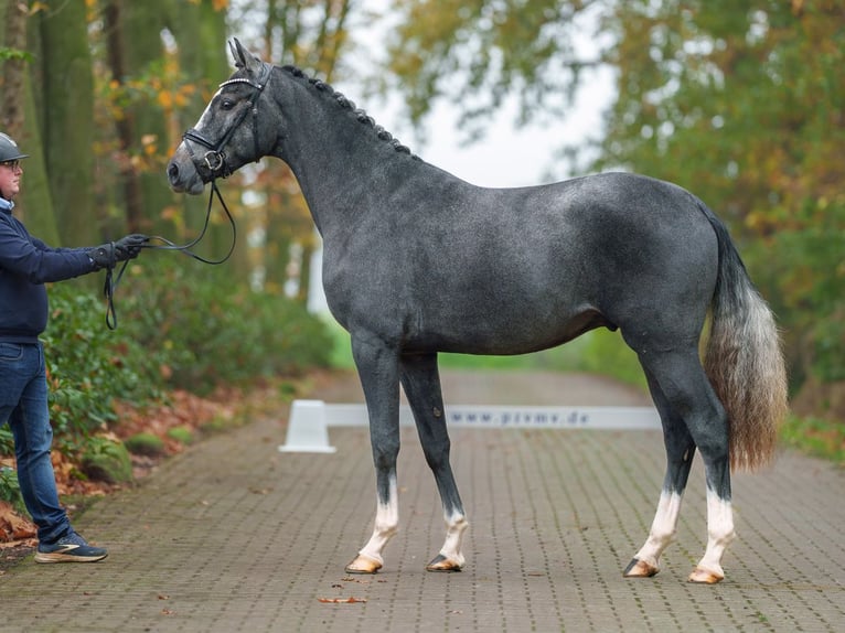 Westphalian Stallion 2 years Gray in Rostock