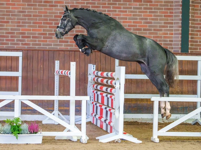 Westphalian Stallion 2 years Gray in Rostock