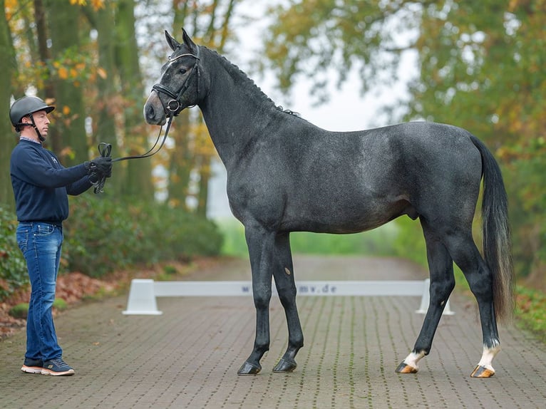 Westphalian Stallion 2 years Gray in Rostock