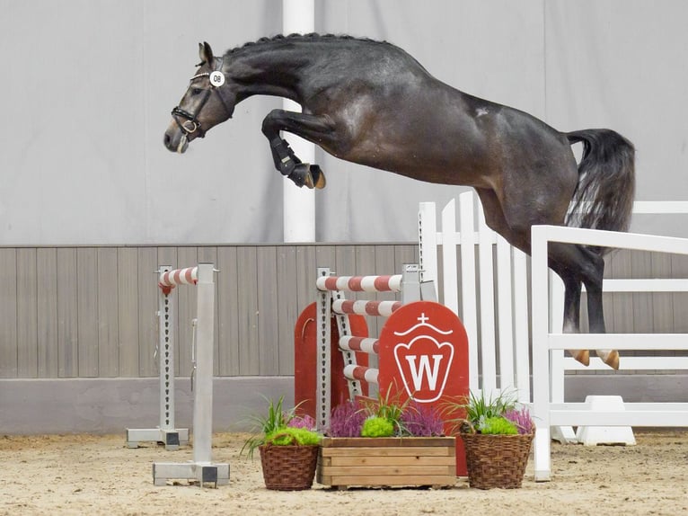 Westphalian Stallion 2 years Gray in Münster-Handorf