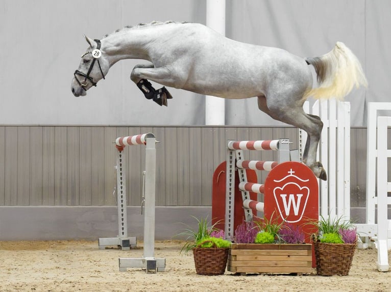 Westphalian Stallion 2 years Gray in Münster-Handorf