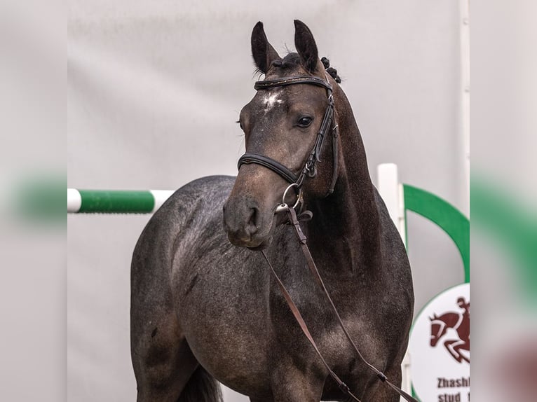 Westphalian Stallion 2 years Grey in Mnster-Handorf