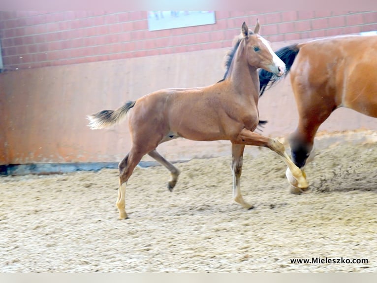 Westphalian Stallion 2 years in Paderborn