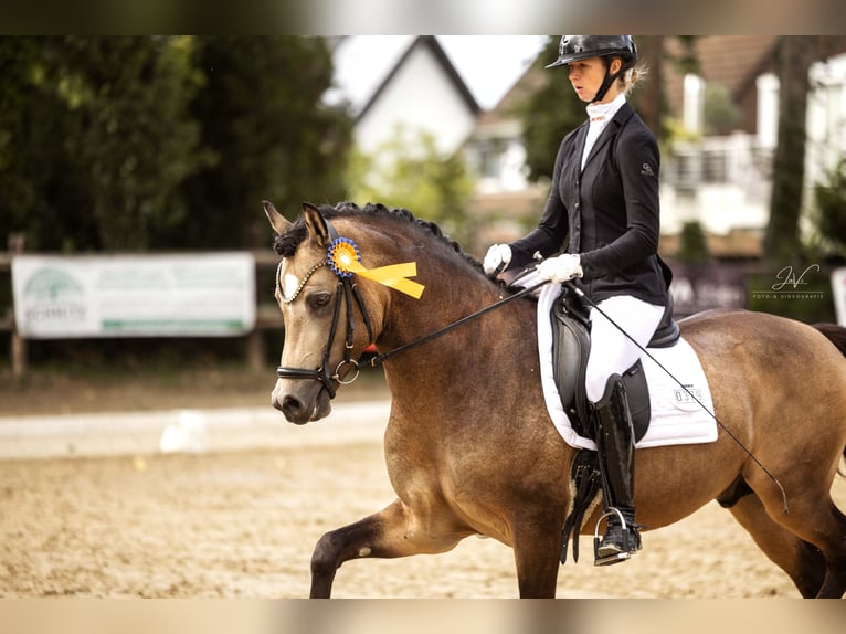 Westphalian Stallion 3 years 14,2 hh Buckskin in Ratingen