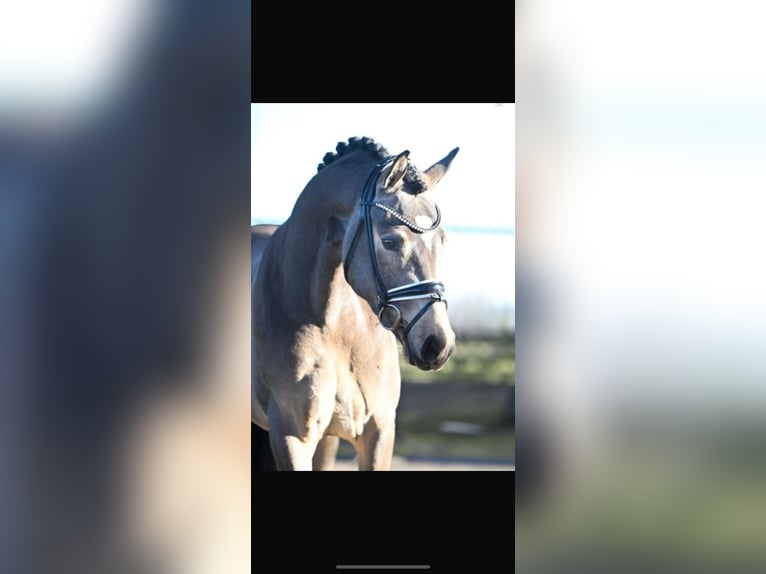 Westphalian Stallion 3 years 14,2 hh Buckskin in Ratingen