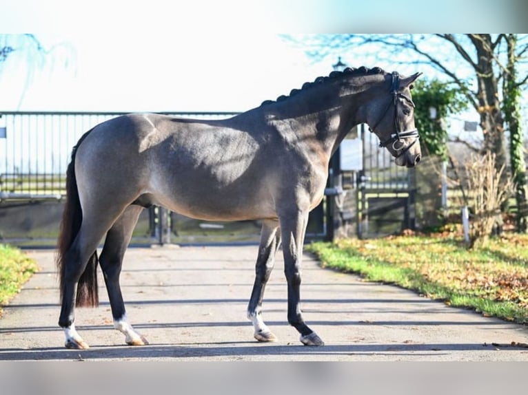 Westphalian Stallion 3 years 14,2 hh Buckskin in Ratingen