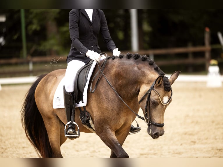 Westphalian Stallion 3 years 14,2 hh Buckskin in Ratingen