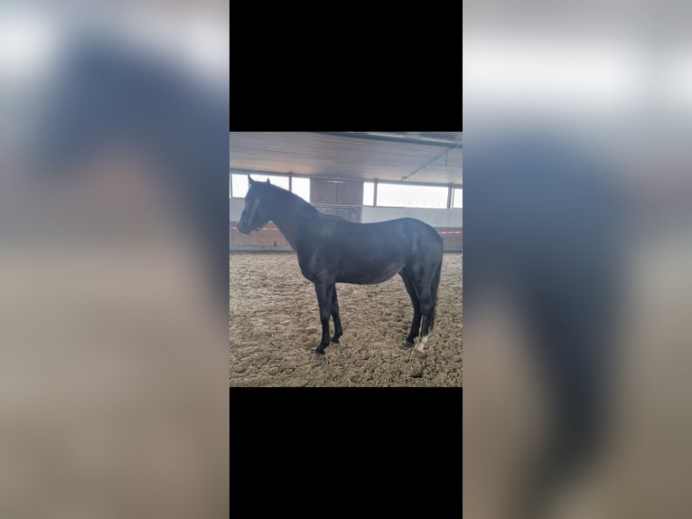 Westphalian Stallion 3 years 15,2 hh Can be white in Gescher