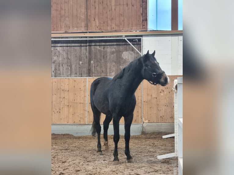 Westphalian Stallion 3 years 15,2 hh Can be white in Gescher