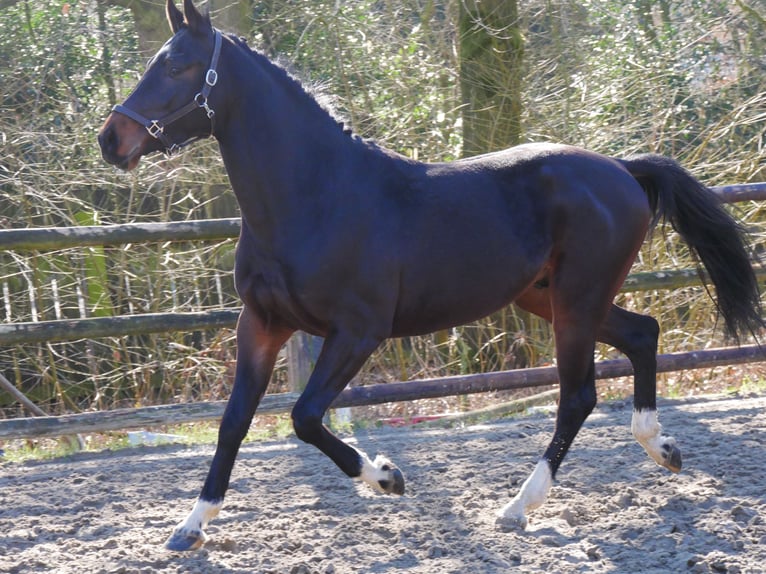 Westphalian Stallion 3 years 15,2 hh in Dorsten