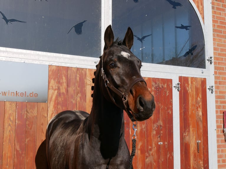 Westphalian Stallion 3 years 15,2 hh in Dorsten