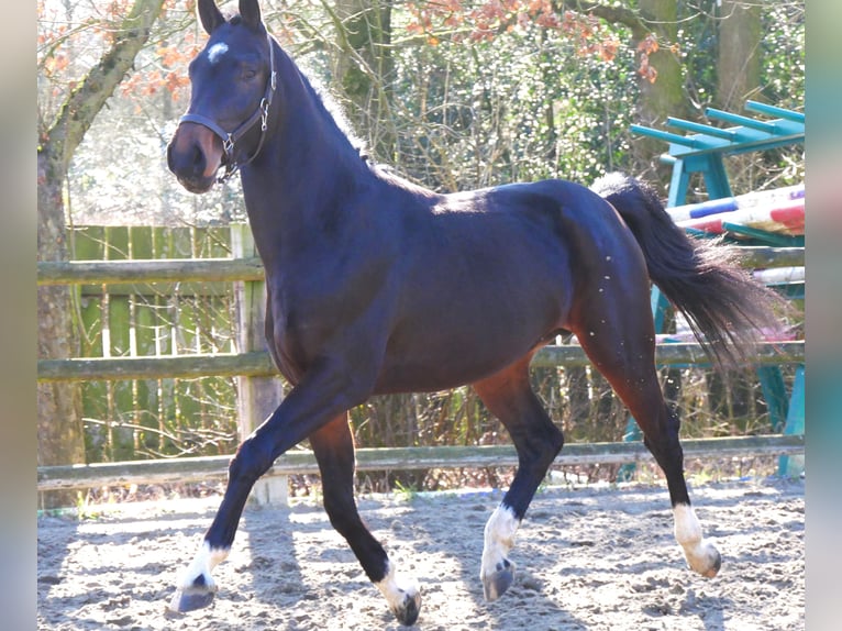 Westphalian Stallion 3 years 15,2 hh in Dorsten