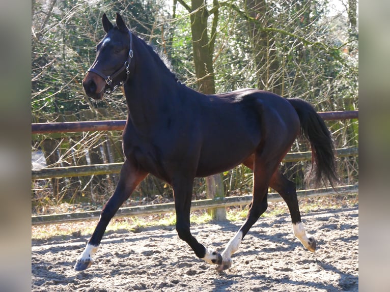 Westphalian Stallion 3 years 15,2 hh in Dorsten