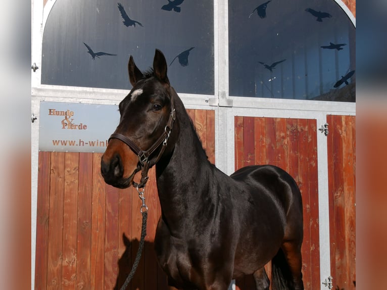 Westphalian Stallion 3 years 15,2 hh in Dorsten