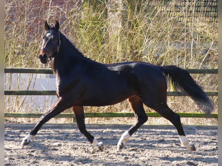 Westphalian Stallion 3 years 15,2 hh in Dorsten