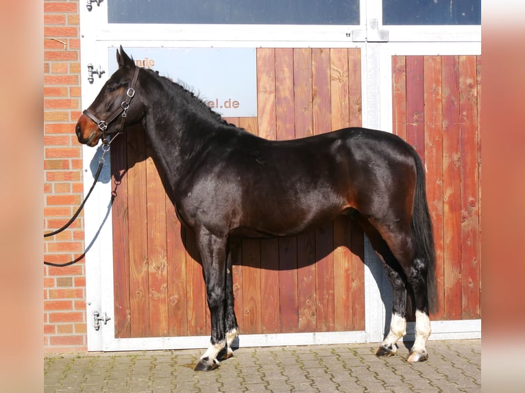 Westphalian Stallion 3 years 15,2 hh in Dorsten