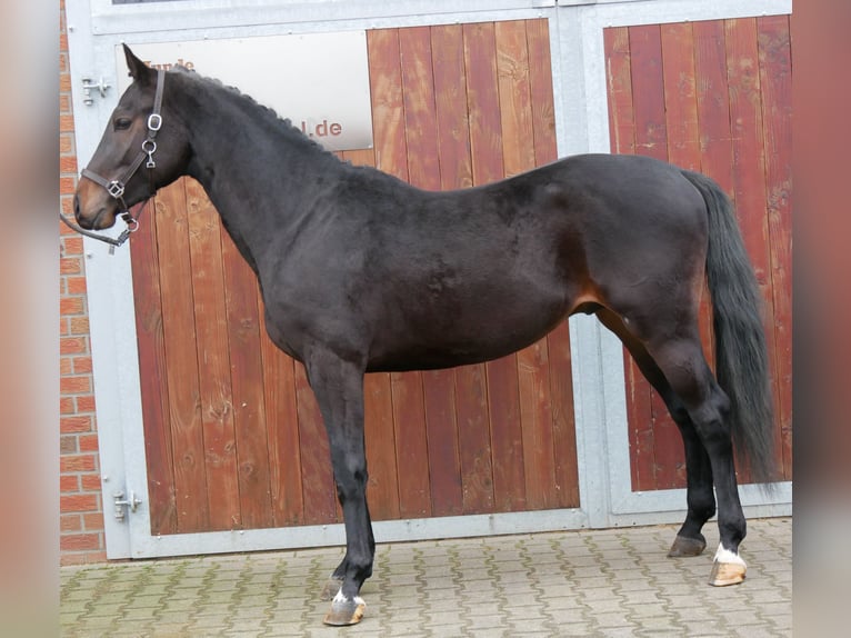 Westphalian Stallion 3 years 15,3 hh Brown in Dorsten