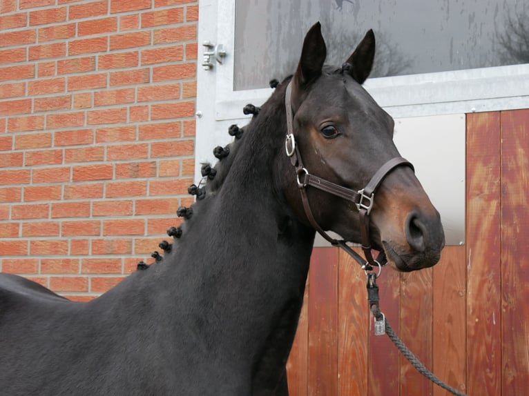 Westphalian Stallion 3 years 15,3 hh Brown in Dorsten