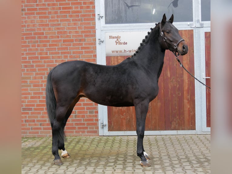 Westphalian Stallion 3 years 15,3 hh Brown in Dorsten