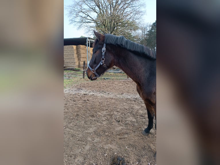 Westphalian Stallion 3 years 15,3 hh Bay-Dark in Steinhagen