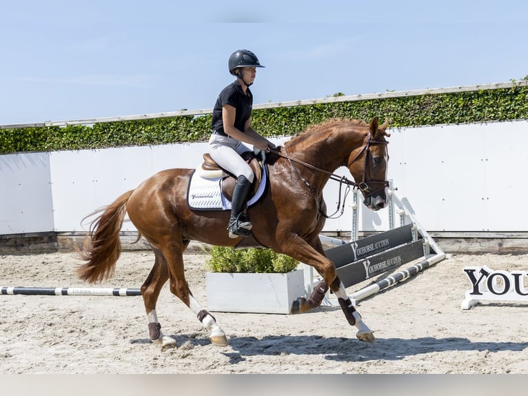 Westphalian Stallion 3 years 16.1 hh Bay in Waddinxveen