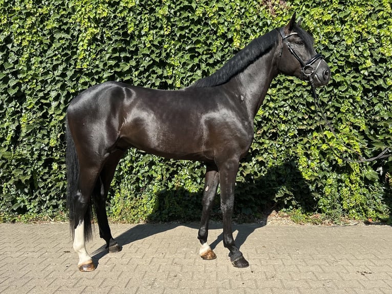 Westphalian Stallion 3 years 16.1 hh Black in Rees