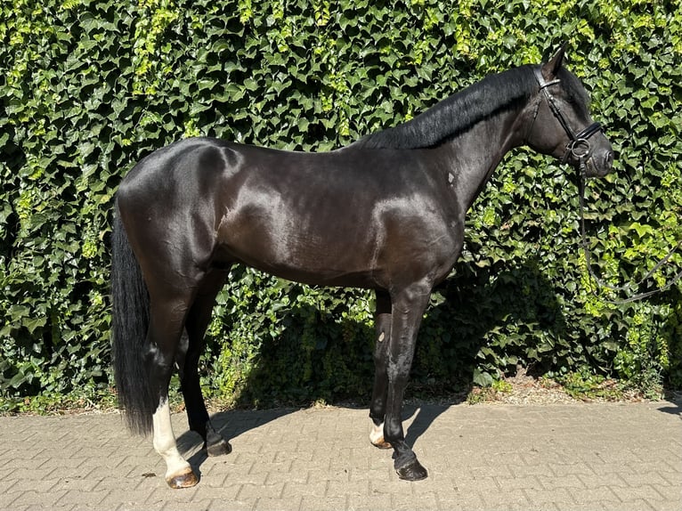 Westphalian Stallion 3 years 16.1 hh Black in Rees