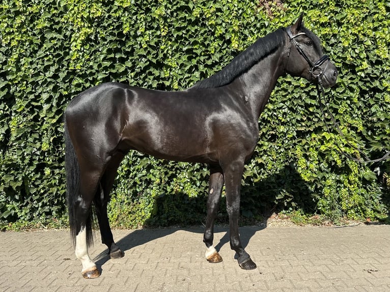 Westphalian Stallion 3 years 16.1 hh Black in Rees