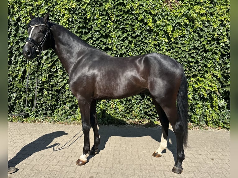 Westphalian Stallion 3 years 16.1 hh Black in Rees