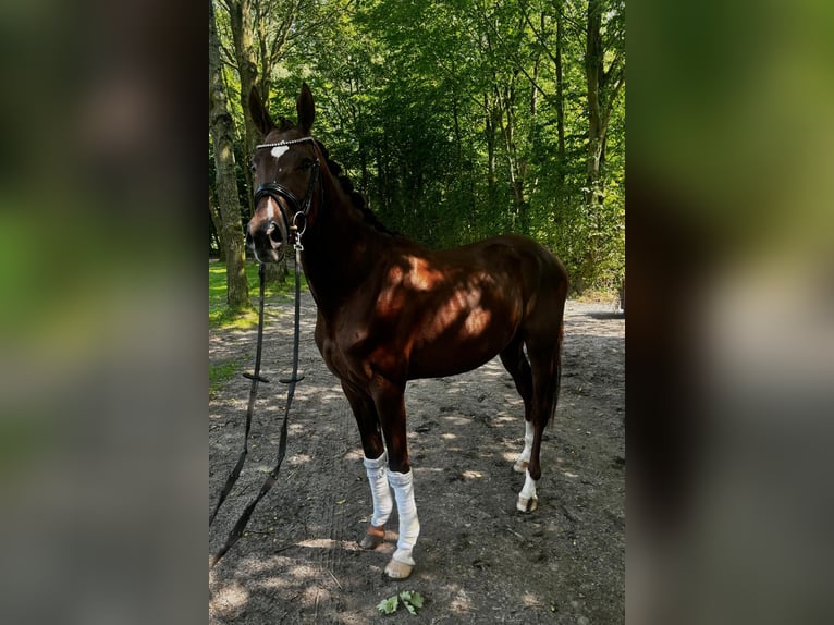 Westphalian Stallion 3 years 16,1 hh Brown in Langenberg