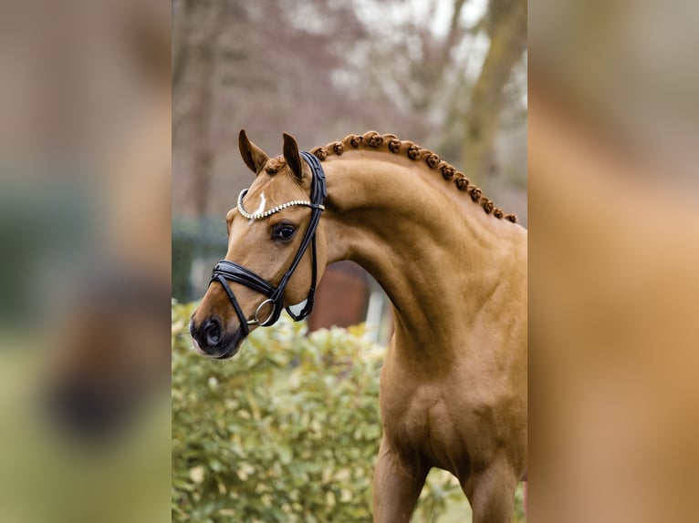 Westphalian Stallion 3 years 16,1 hh Chestnut-Red in Schüttorf