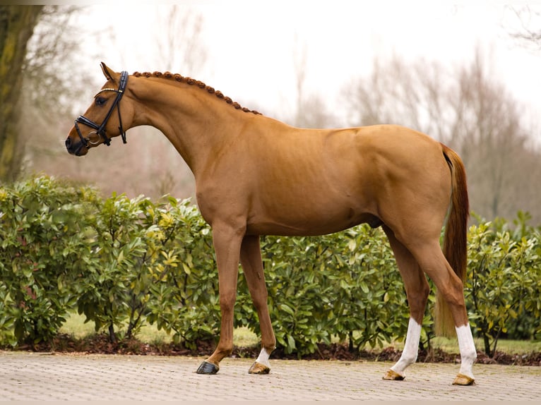 Westphalian Stallion 3 years 16,1 hh Chestnut-Red in Schüttorf