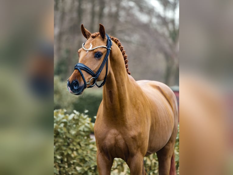 Westphalian Stallion 3 years 16,1 hh Chestnut-Red in Schüttorf