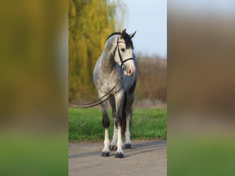 Westphalian Stallion 3 years 16,1 hh Gray in Dunaújvàros