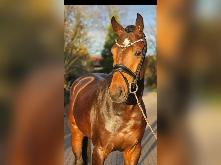 Westphalian Stallion 3 years 16,2 hh Bay-Dark in Lippetal